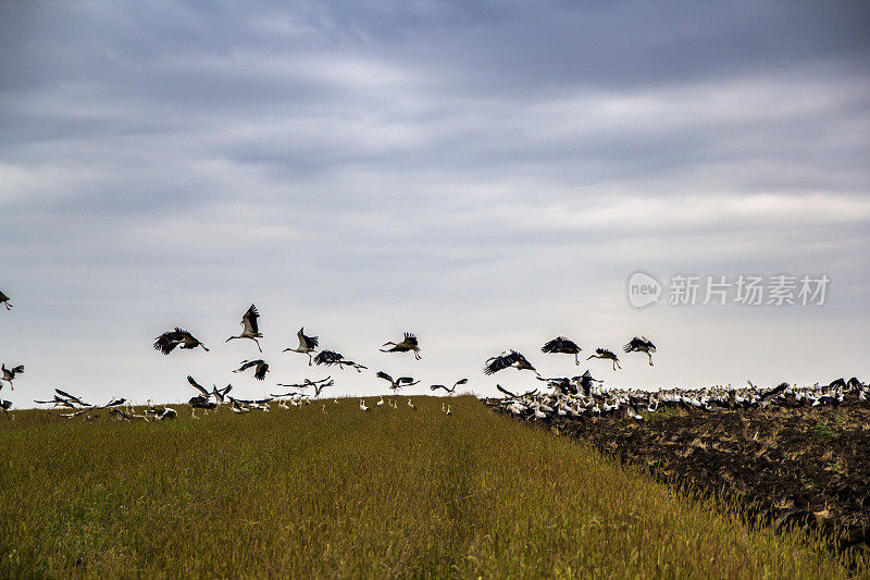 Storks stand in vast green grass farm field